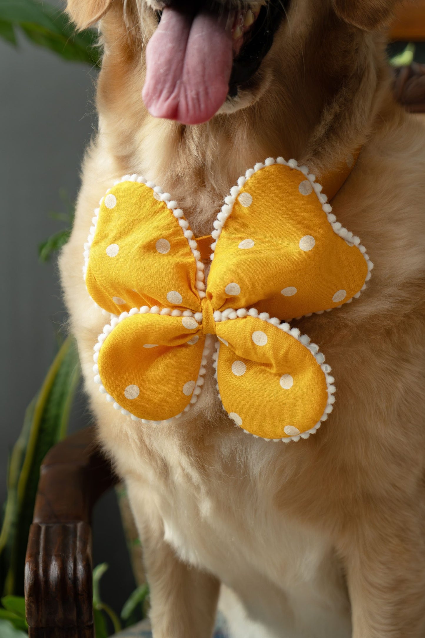 The Butterfly Bow