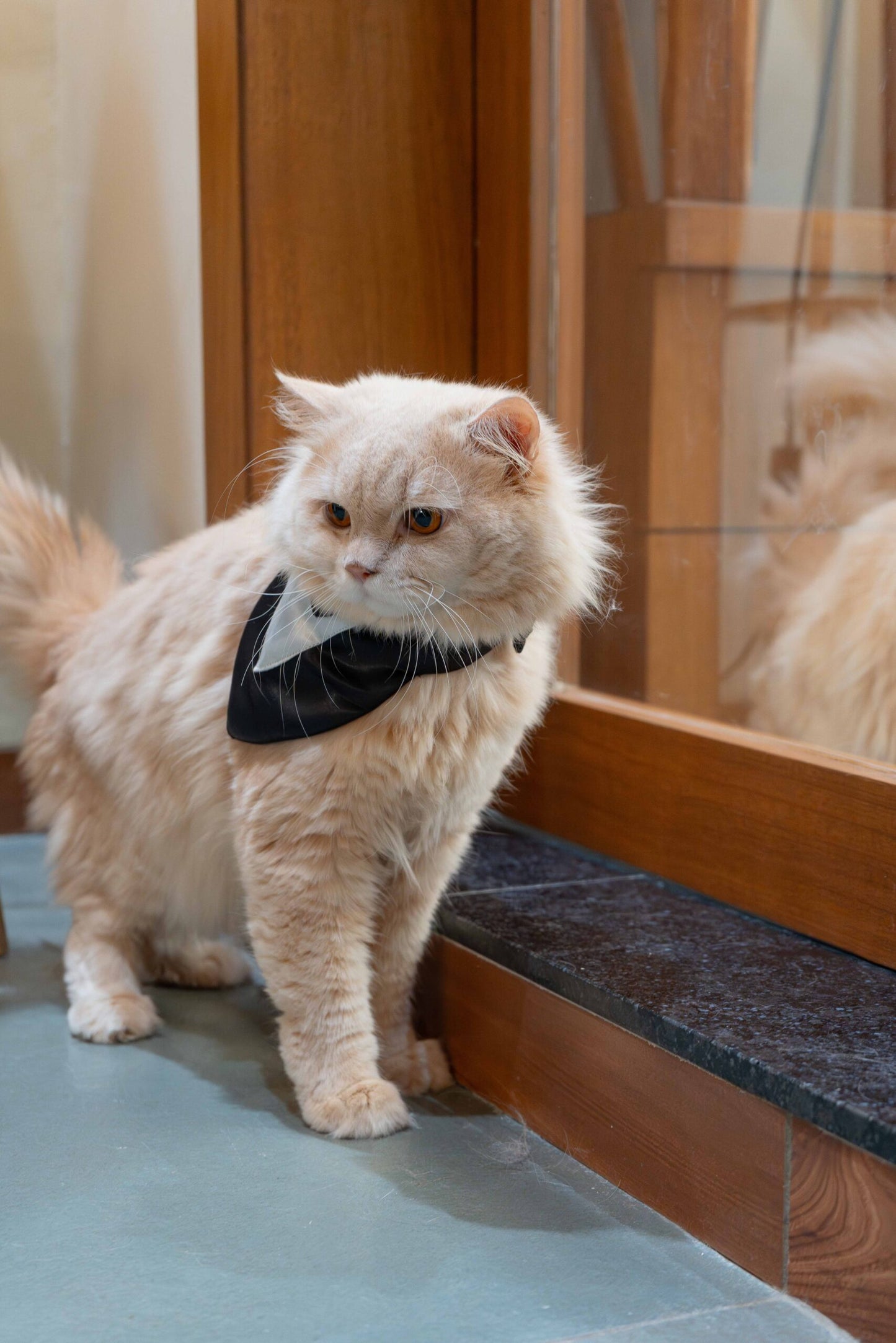 The Cat Tuxedo