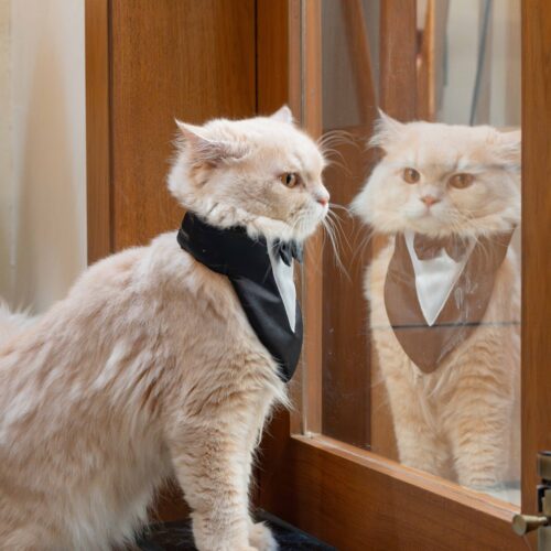 The Cat Tuxedo