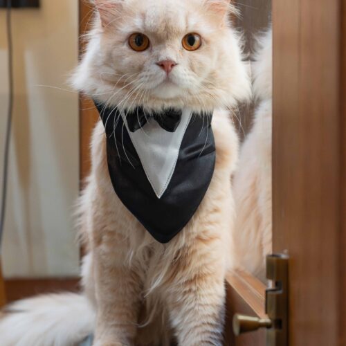 The Cat Tuxedo