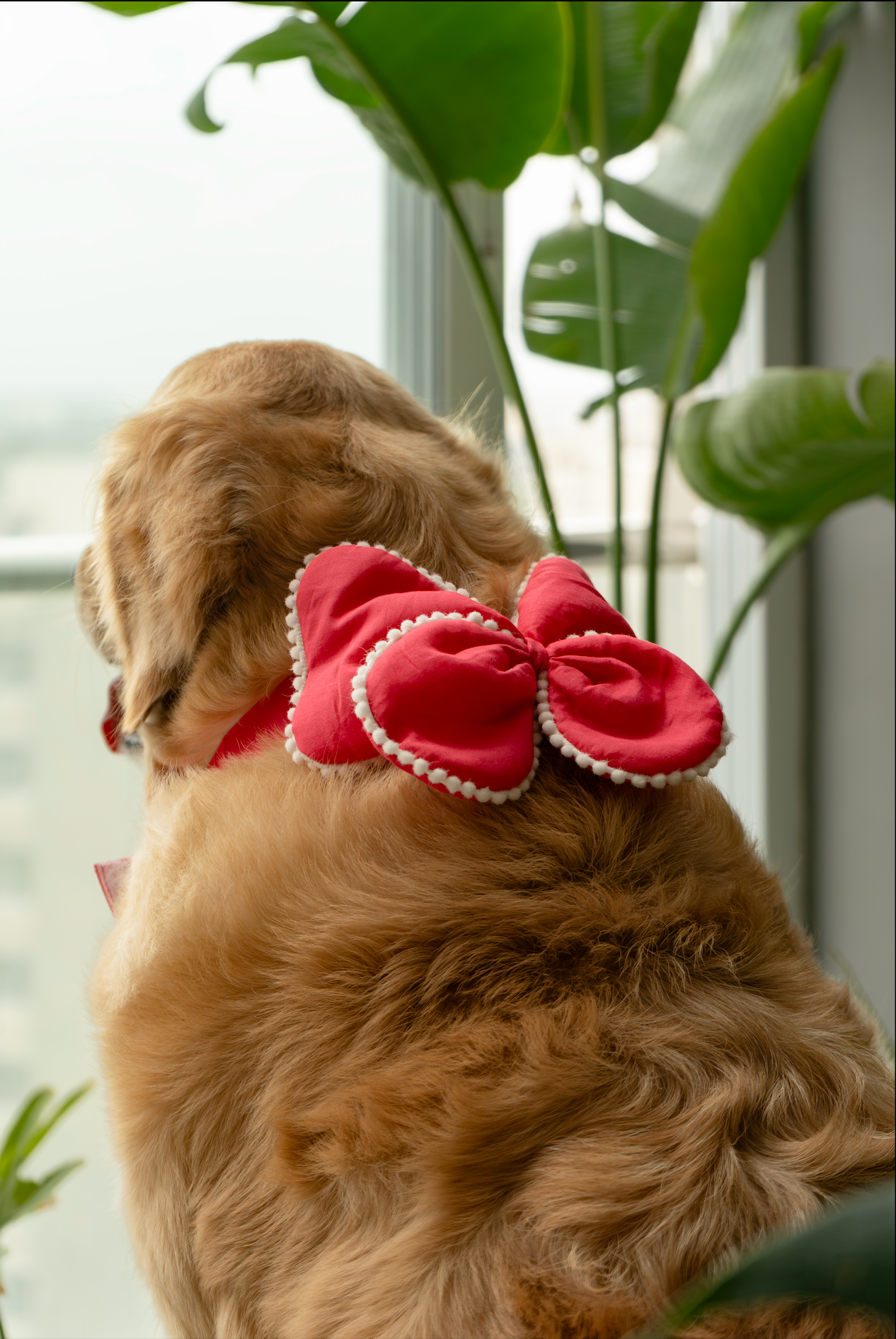 The Butterfly Bow