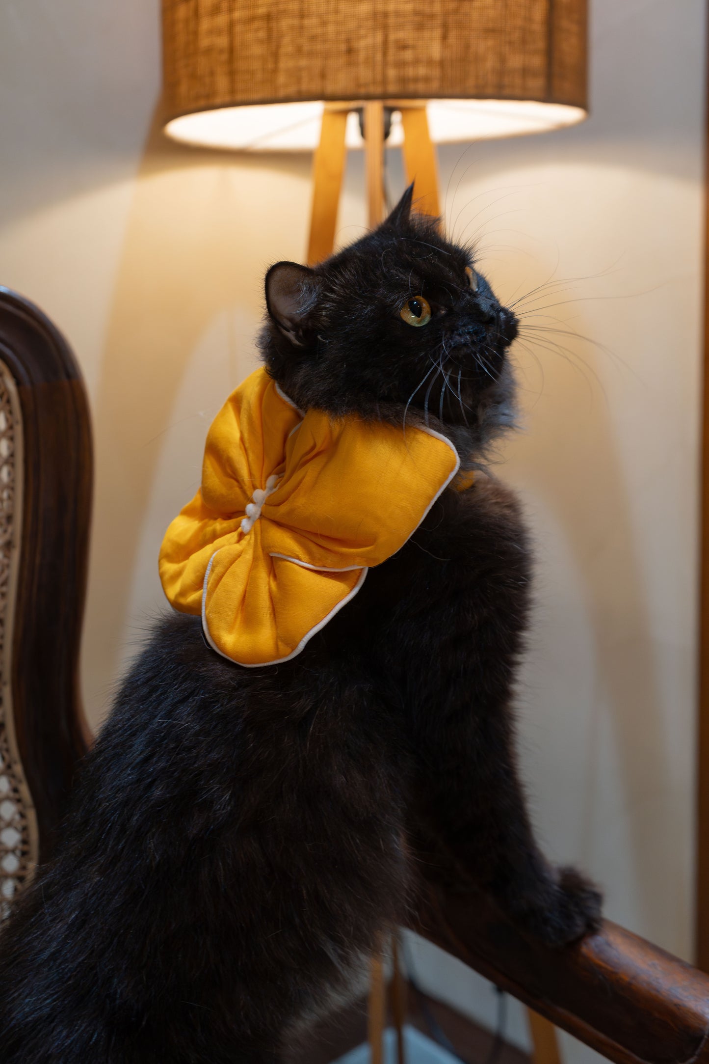The Butterfly Bow for Cats