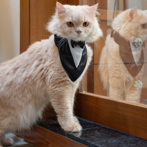 Cat Collection
