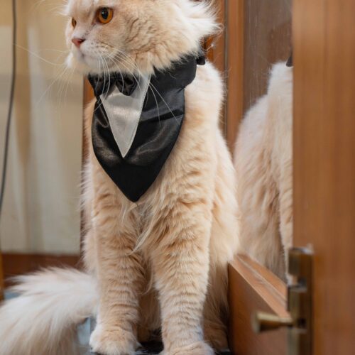 The Cat Tuxedo