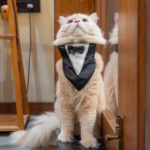 The Cat Tuxedo