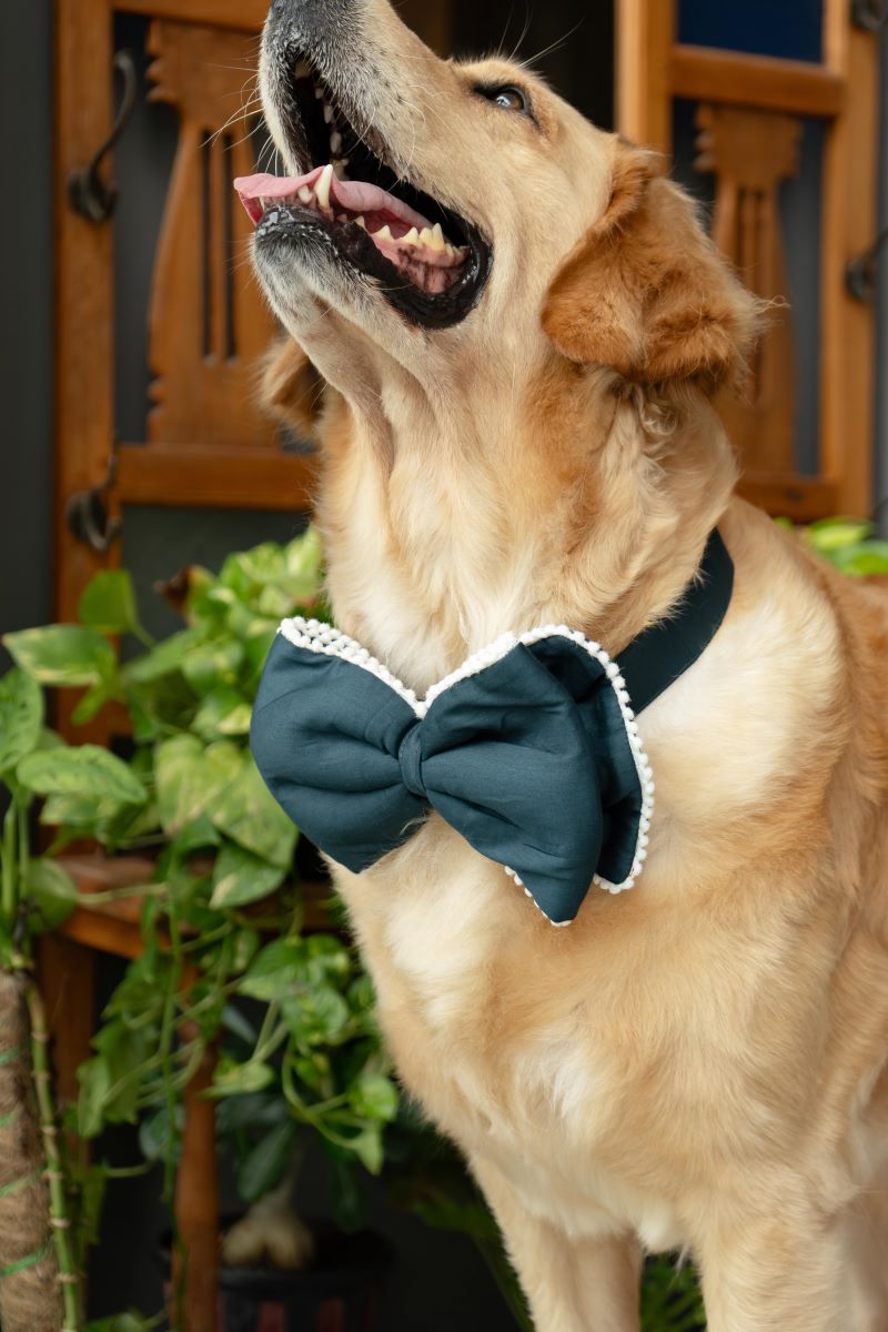 The Double layer Classic Bow