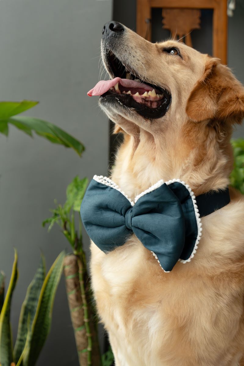 The Double layer Classic Bow