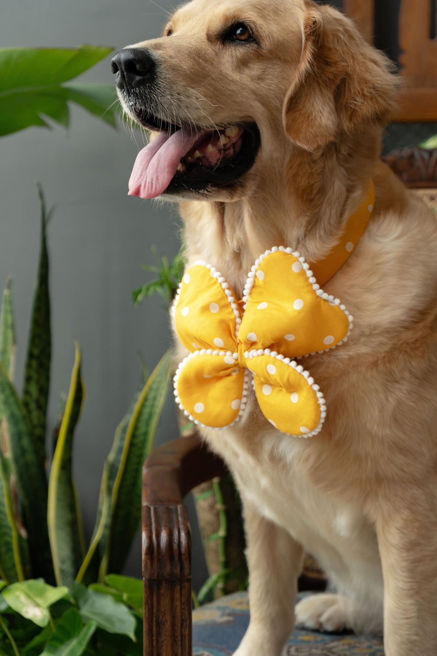 The Butterfly Bow
