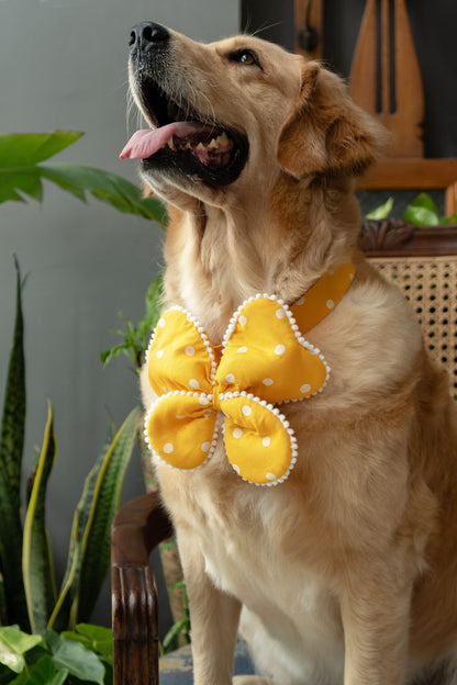 The Butterfly Bow