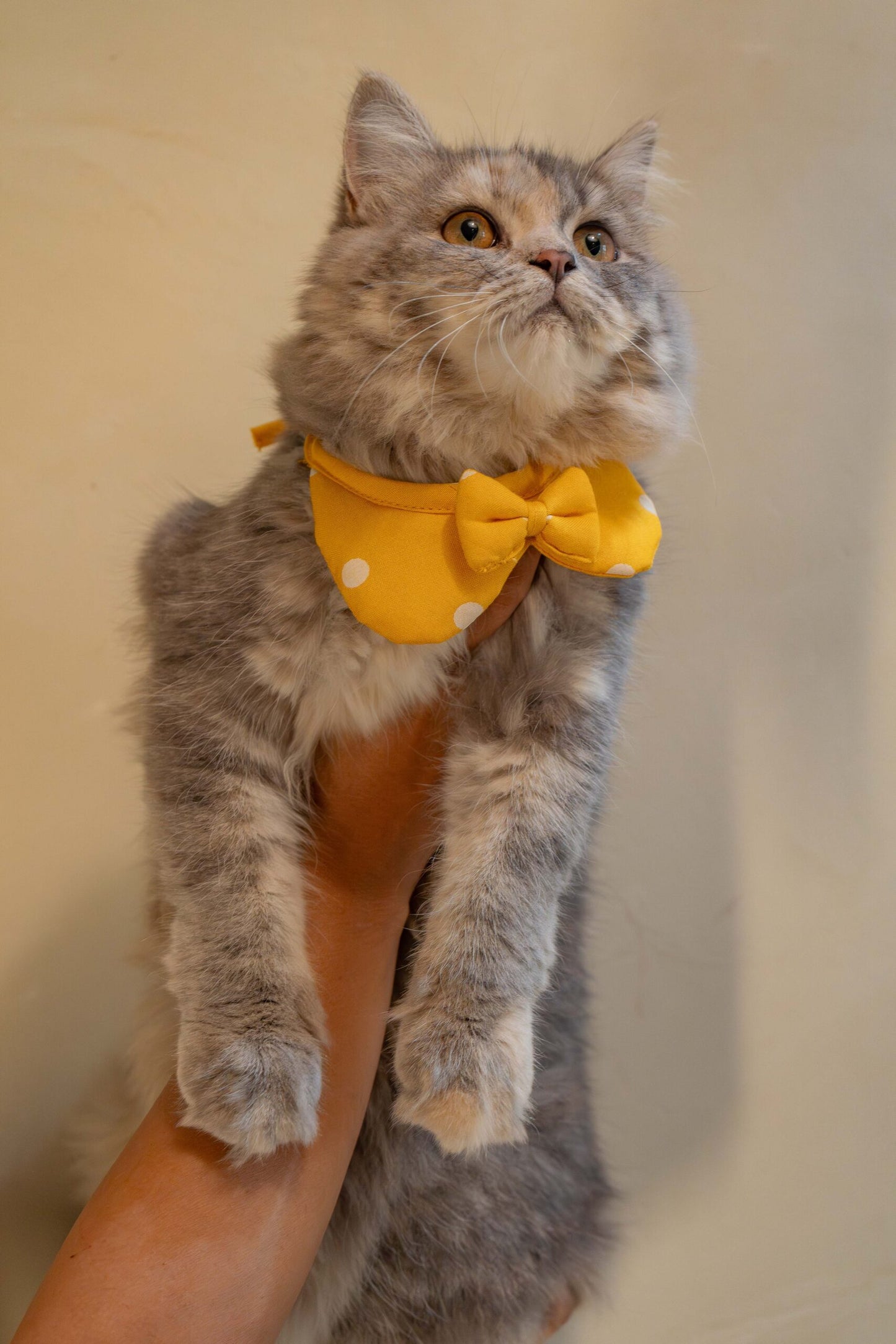 The Yellow Bow for Cats