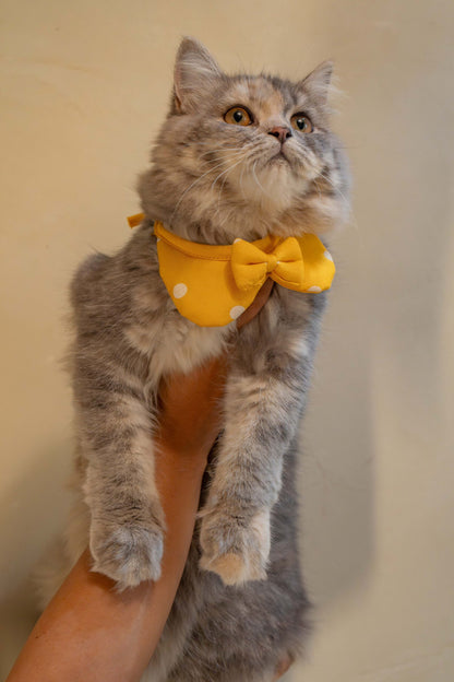 The Yellow Bow for Cats
