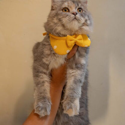 The Yellow Bow for Cats
