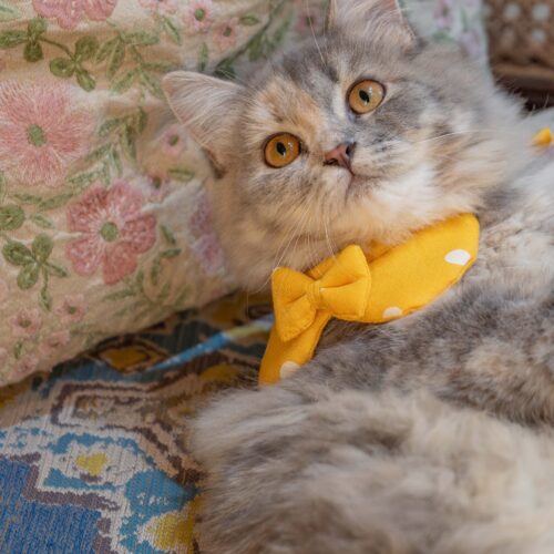 The Yellow Bow for Cats