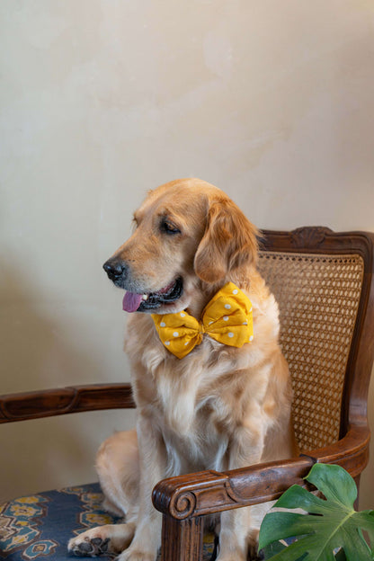 The Double Layered Classic Bow