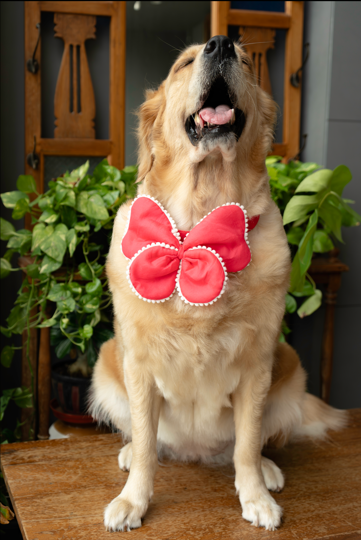 The Butterfly Bow