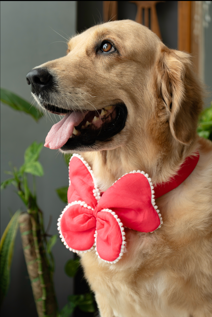 The Butterfly Bow