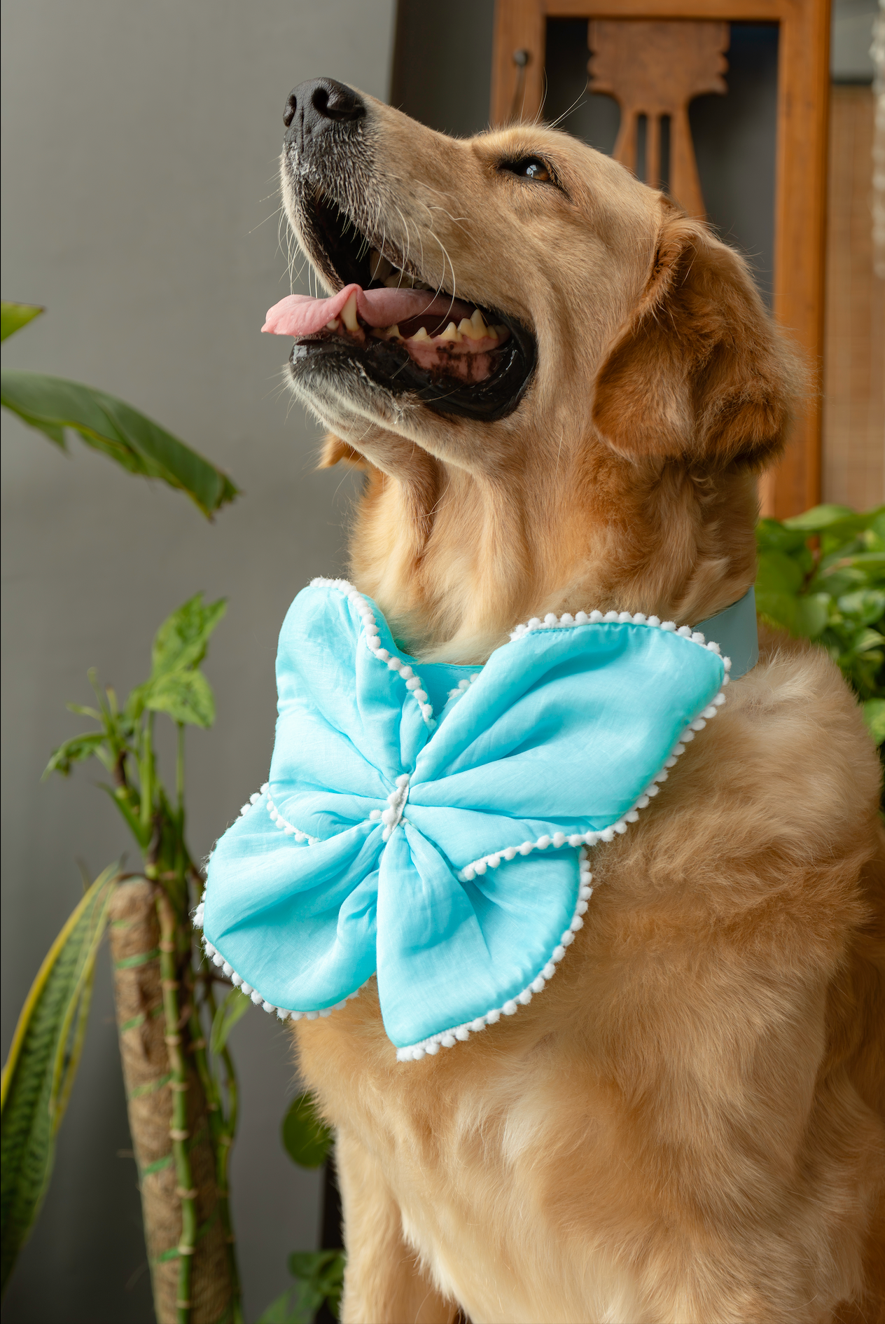 The Butterfly Bow