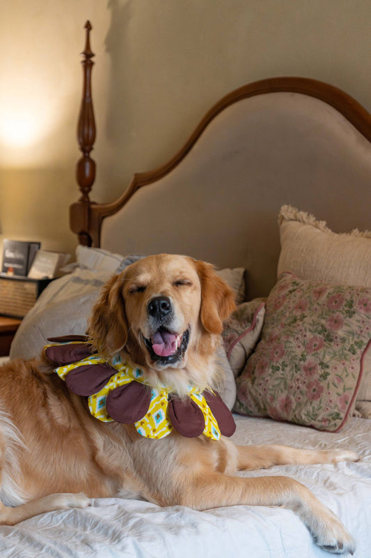 The Sunflower Collar