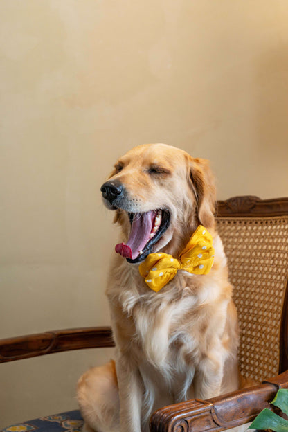 The Double Layered Classic Bow