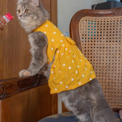 The Yellow Polka Dot Dress