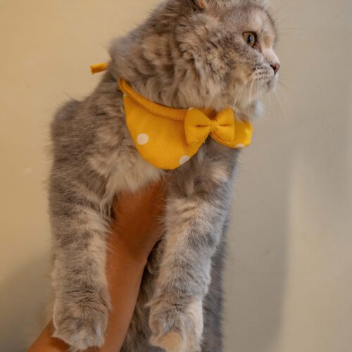 The Yellow Bow for Cats